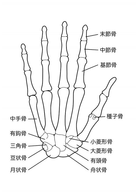 手骨|手の骨